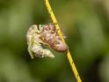 Emerging Cicada 015.jpg